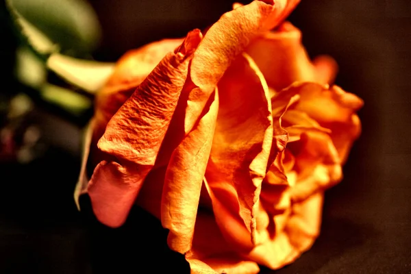 Bella Come Una Rosa — Foto Stock