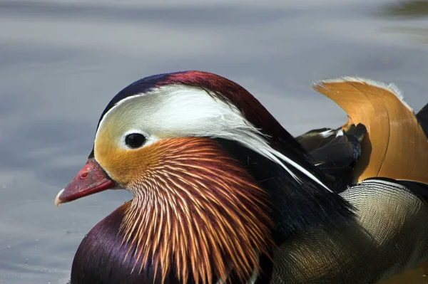 Vuelo Observación Aves Pato Naturaleza Salvaje — Foto de Stock