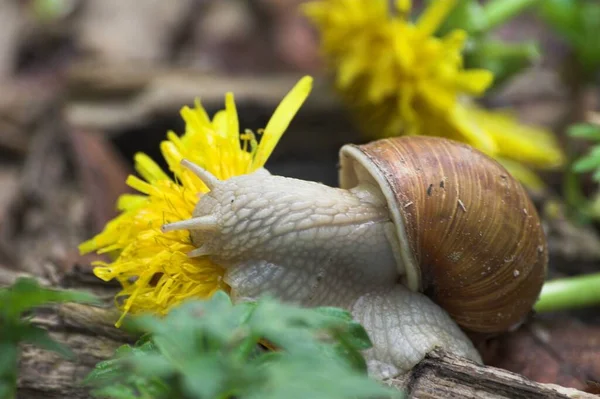 大自然のタンポポの花を間近で見られる — ストック写真