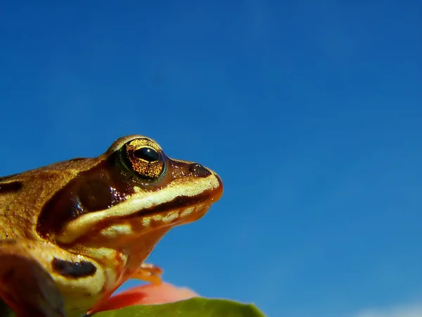 両生類 野生のカエル — ストック写真