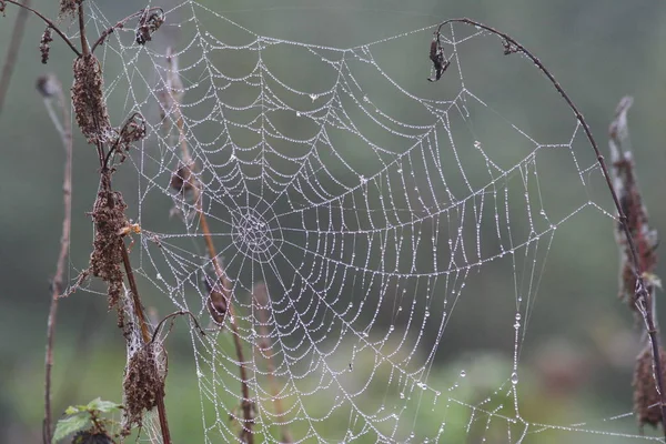 可怕的蜘蛛昆虫 — 图库照片