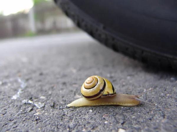 Slak Helix Schepsel Slakkensoort — Stockfoto