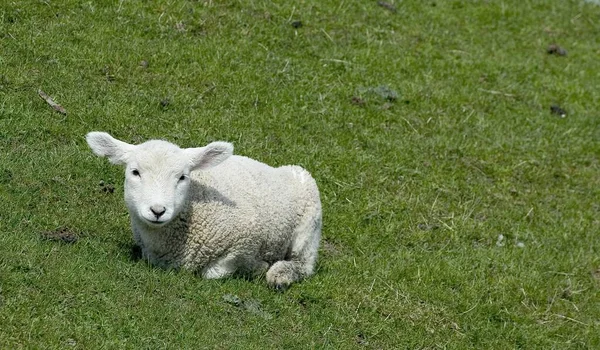 Innocent Lamb Honest — Stock Photo, Image