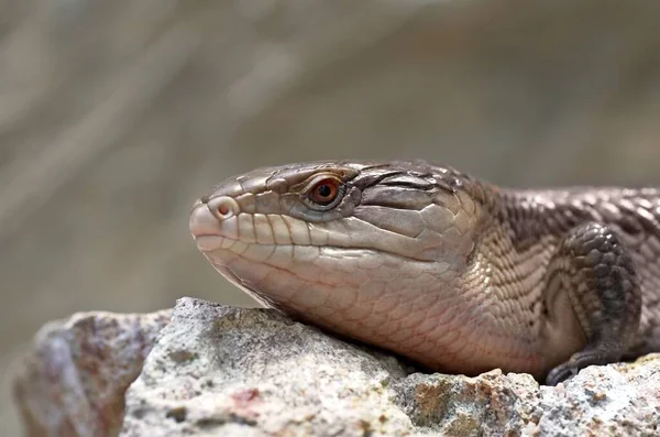 Skink Reptil Criatura Reptil Mago — Foto de Stock