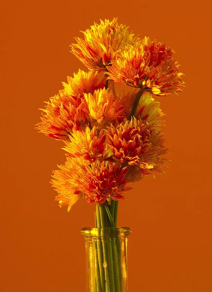 Botánica Floral Pétalos Flores — Foto de Stock