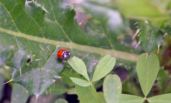 Pesanti Ostacoli Nel Mondo Dei Coleotteri — Foto Stock