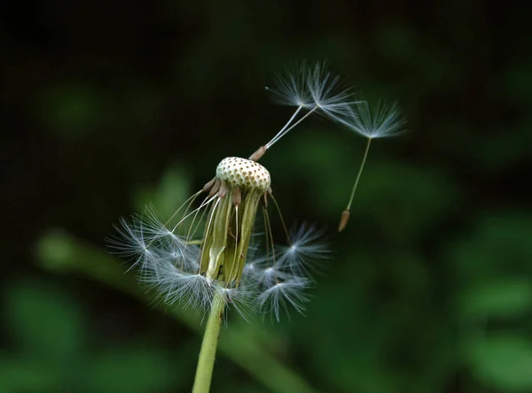 Piękne Botaniczne Ujęcie Naturalna Tapeta — Zdjęcie stockowe