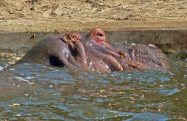 Nilpferd Tier Flusspferd Wildtiere — Stockfoto