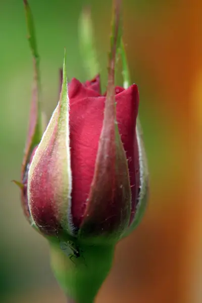 Pétalos Flor Rosa Belleza Flora — Foto de Stock