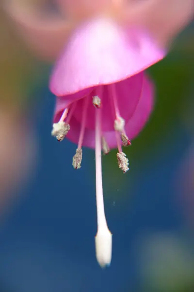 Vista Panorámica Hermosa Floración Fucsia — Foto de Stock