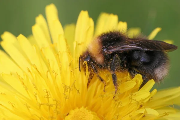 Schöne Botanische Aufnahme Natürliche Mauer — Stockfoto