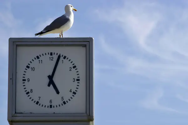 Seagull Beach Promenade Clock Westerland Sylt — Photo