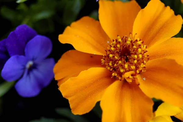 Flores Bonitas Conceito Floral Fundo Natureza — Fotografia de Stock