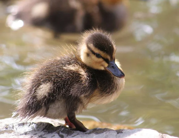 Vacker Utsikt Över Vacker Fågel Naturen — Stockfoto