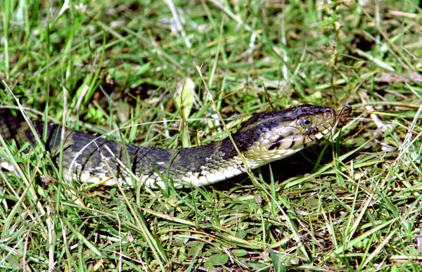 Vista Panorâmica Serpente Perigosa Majestosa — Fotografia de Stock