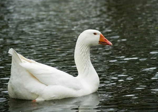 Vacker Utsikt Över Vacker Fågel Naturen — Stockfoto