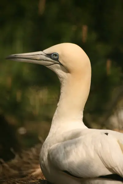 Pemandangan Indah Burung Alam — Stok Foto