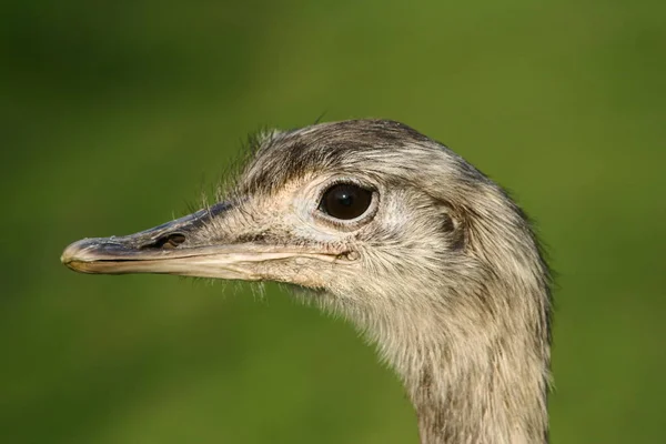 Vue Panoramique Bel Oiseau Nature — Photo