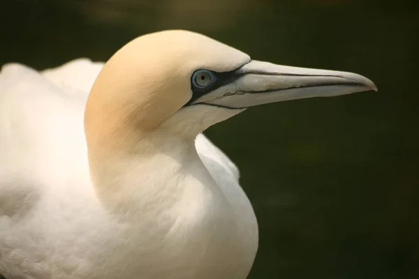 Vacker Utsikt Över Vacker Fågel Naturen — Stockfoto