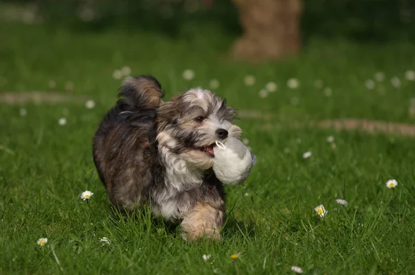 Portrait Cute Dog — Stock Photo, Image