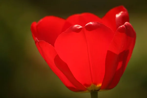 Tulipánový Květ Jarní Flóra — Stock fotografie