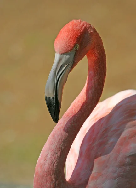 Menor Flamingo Fundo Pássaro Natural — Fotografia de Stock