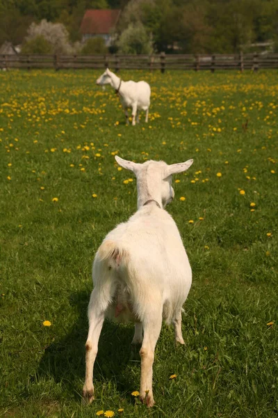 Close Uitzicht Natuurlijke Paardebloem — Stockfoto