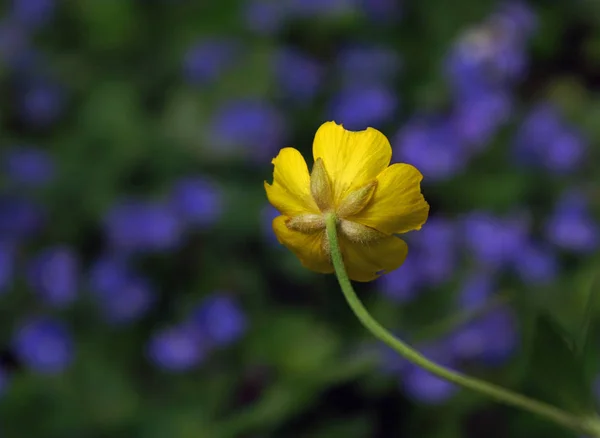 Copos Manteiga Floresta — Fotografia de Stock