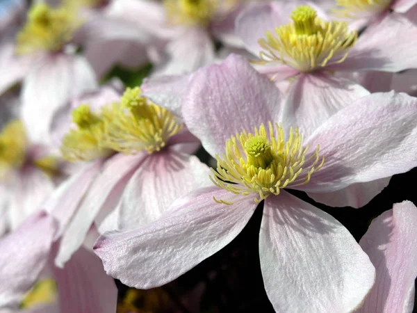 Clematis Bloemblaadjes Flora — Stockfoto