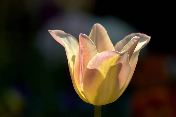 Tulipan Podświetleniu — Zdjęcie stockowe