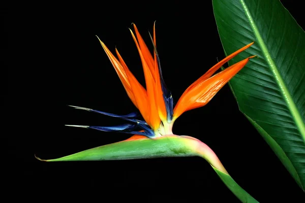 Flor Strelizie Laranja Tropical Flor Pássaro Paraíso — Fotografia de Stock