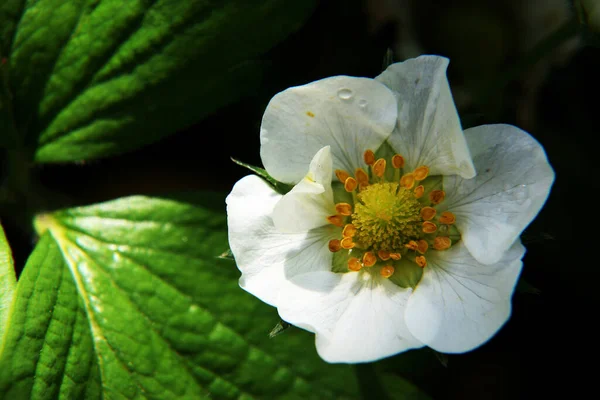 Beautiful Botanical Shot Natural Wall — Stock Photo, Image