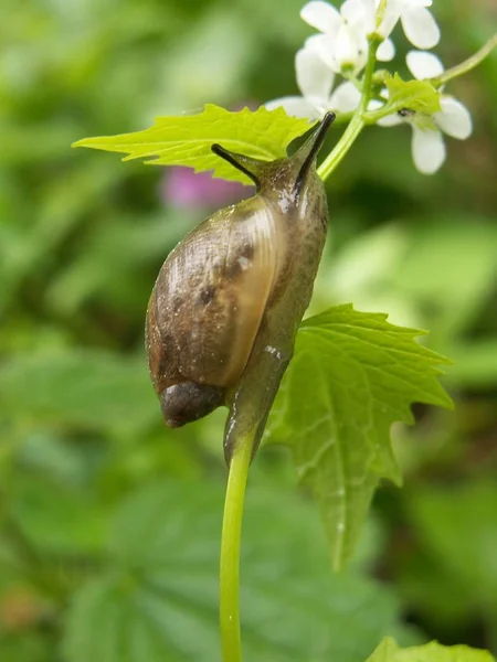 Snail Helix Creature Mollusk — Stock Photo, Image