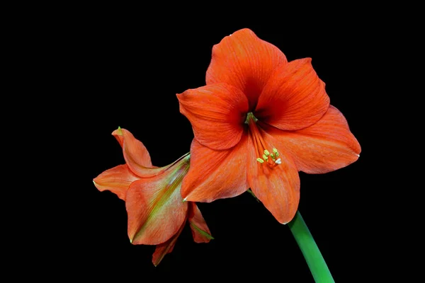 Amaryllis Blumen Blütenblätter Flora — Stockfoto