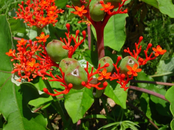 Vacker Botanisk Skott Naturlig Vägg — Stockfoto