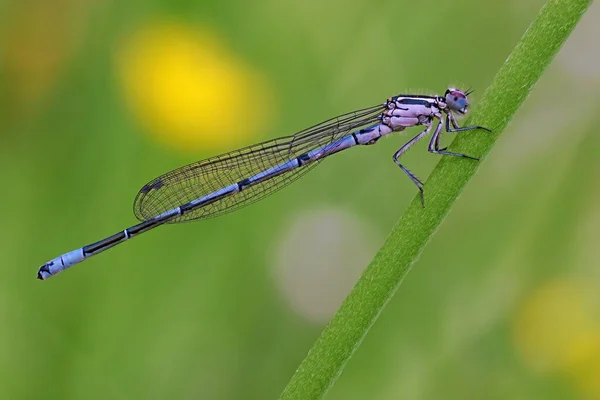 Insecto Libélula Pequeño Insecto Con Alas Naturaleza — Foto de Stock