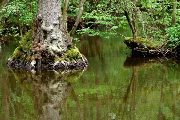 Schöne Aussicht Auf Die Natur — Stockfoto