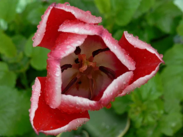 Krásné Tulipány Okvětní Lístky Flóra — Stock fotografie