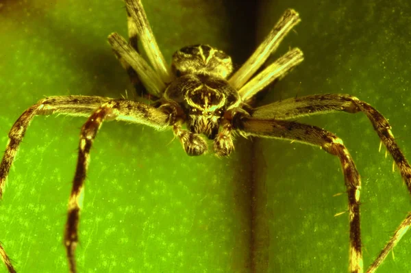 Temible Insecto Araña — Foto de Stock