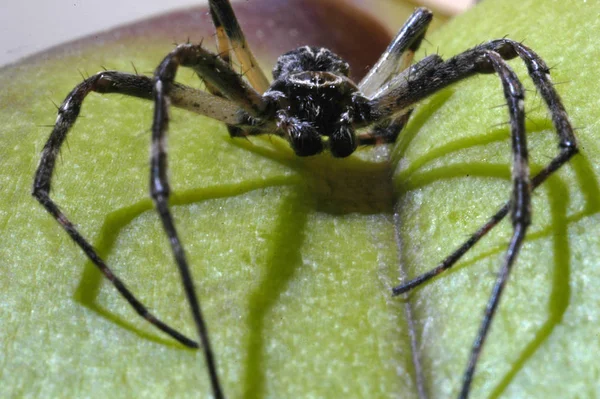 ゾッとするクモの虫 — ストック写真