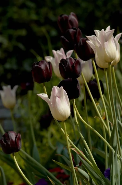 Spring Tulips Flowers Flora — Stock Photo, Image