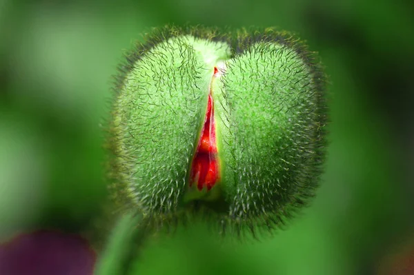 Krásný Botanický Záběr Přírodní Tapety — Stock fotografie