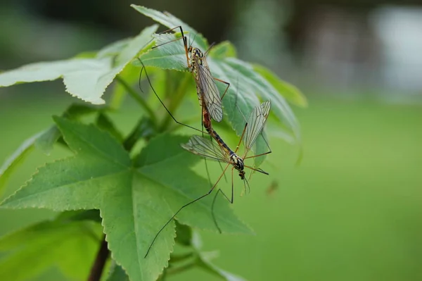 Accoppiamento Insetti Accoppiamento Gnats — Foto Stock