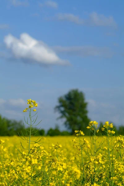 Countryside Agriculture Rape Field Yellow Flora — Stock Photo, Image