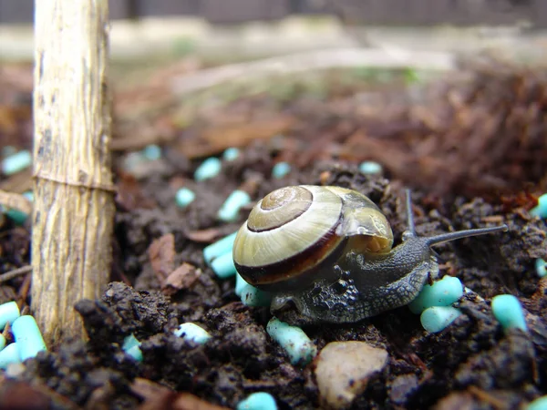 Hélice Molusco Caracol Concha Animal — Foto de Stock