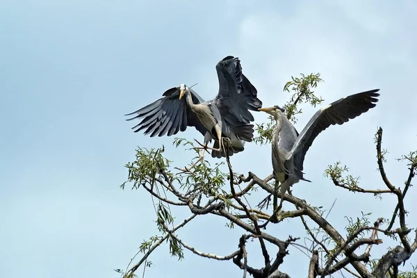 Vista Panorámica Hermoso Pájaro Naturaleza — Foto de Stock