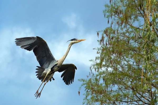 Schilderachtig Uitzicht Prachtige Vogel Natuur — Stockfoto