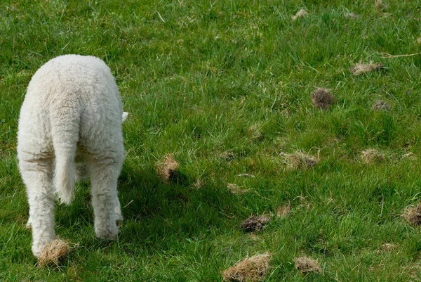 ドイツのハリネズミの足にある子羊は — ストック写真