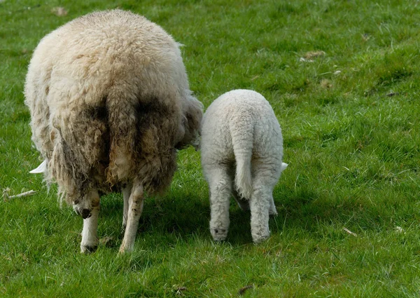Schaf Und Lamm Auf Der Hallig Hooge — Stockfoto