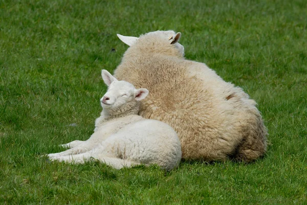 Lamm Auf Hallig Hooge Deutschland — Stockfoto